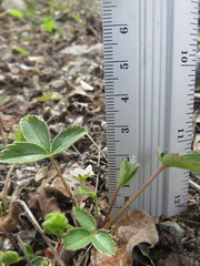 Fragaria virginiana glauca