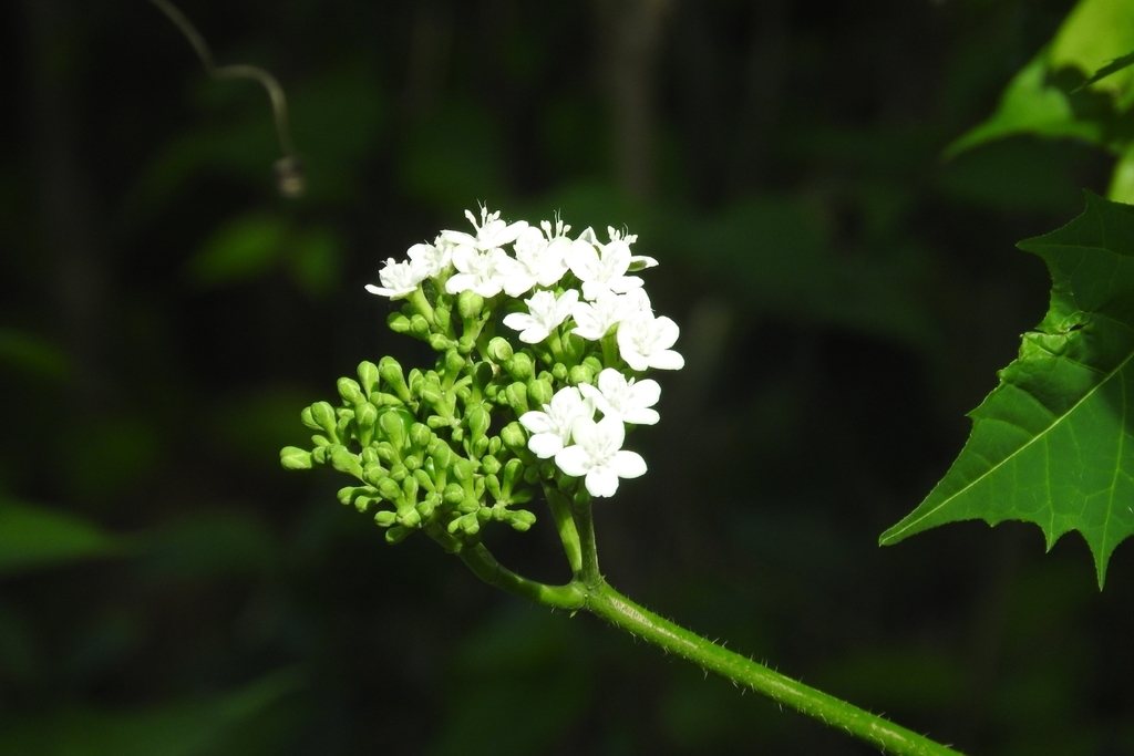 Cnidoscolus aconitifolius, Tekax, Yuc., México