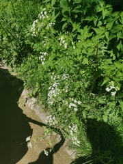 Anthriscus sylvestris