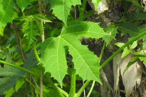 Cnidoscolus aconitifolius
