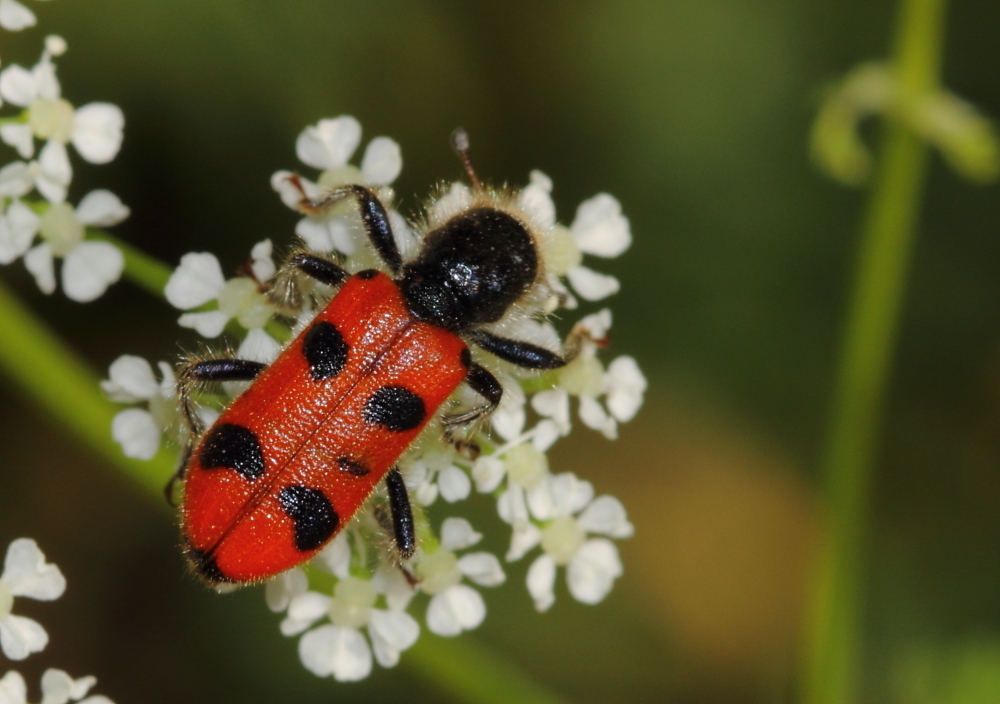 Trichodes reichei