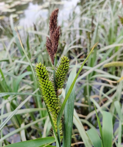 Greater Pond-sedge
