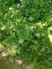 Anthriscus sylvestris