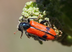 Trichodes nobilis