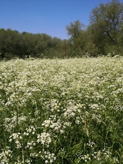 Anthriscus sylvestris