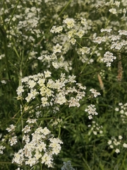 Anthriscus sylvestris