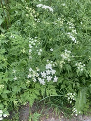 Anthriscus sylvestris