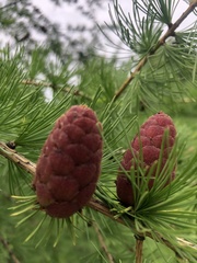 Larix