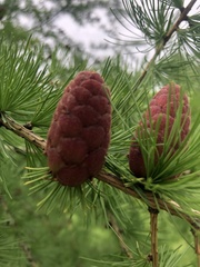 Larix