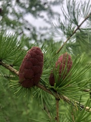 Larix