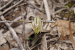 Pterostylis hamiltonii