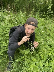 Anthriscus sylvestris