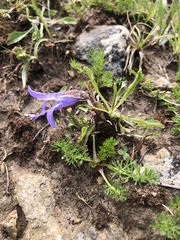 Campanula tridentata