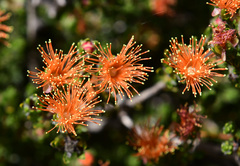 Melaleuca beaufortioides