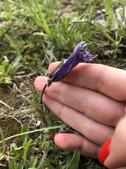 Campanula tridentata