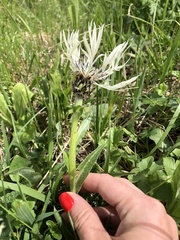 Centaurea cheiranthifolia