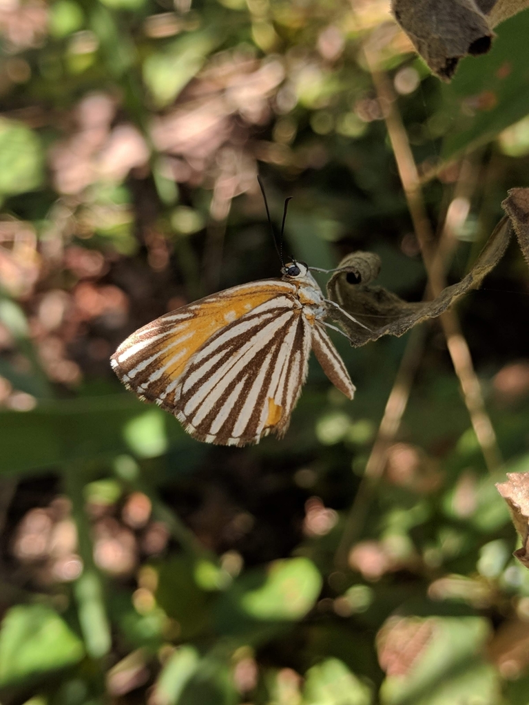Aricoris terias