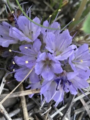 Hydrophyllum alpestre