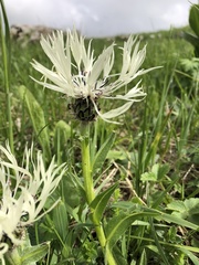 Centaurea cheiranthifolia
