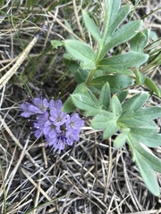 Hydrophyllum alpestre