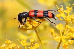 Trichodes longissimus