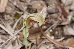 Pterostylis hamiltonii