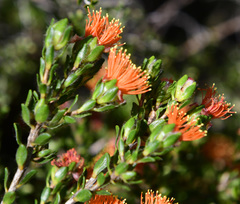 Melaleuca beaufortioides