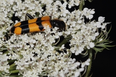 Trichodes longissimus