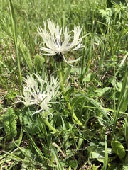 Centaurea cheiranthifolia