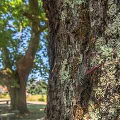 Lucanus cervus