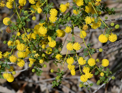 Acacia pulchella