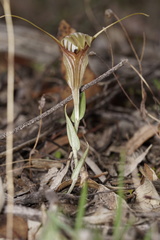 Pterostylis hamiltonii