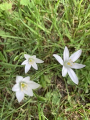 Ornithogalum
