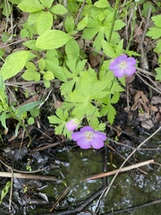 Geranium maculatum
