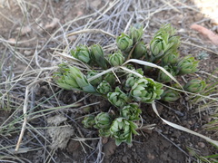 Stellera chamaejasme