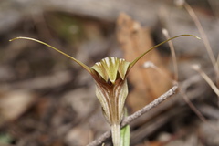 Pterostylis hamiltonii