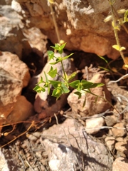 Euphorbia taurinensis