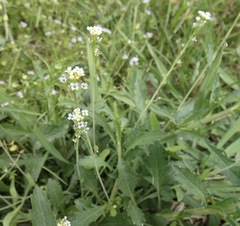 Calepina irregularis