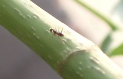 Trichomyrmex destructor