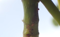 Trichomyrmex destructor