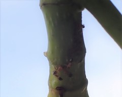 Trichomyrmex destructor