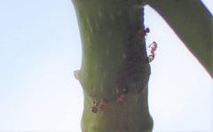 Trichomyrmex destructor