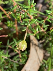 Hibbertia intermedia