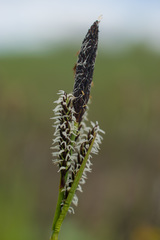 Carex nigra juncea