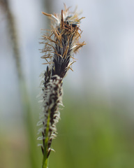 Carex nigra juncea