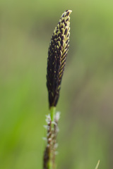 Carex nigra juncea