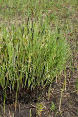 Carex nigra juncea