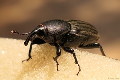 Sphenophorus striatopunctatus