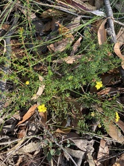 Hibbertia intermedia