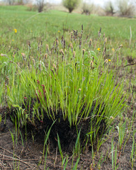 Carex nigra juncea